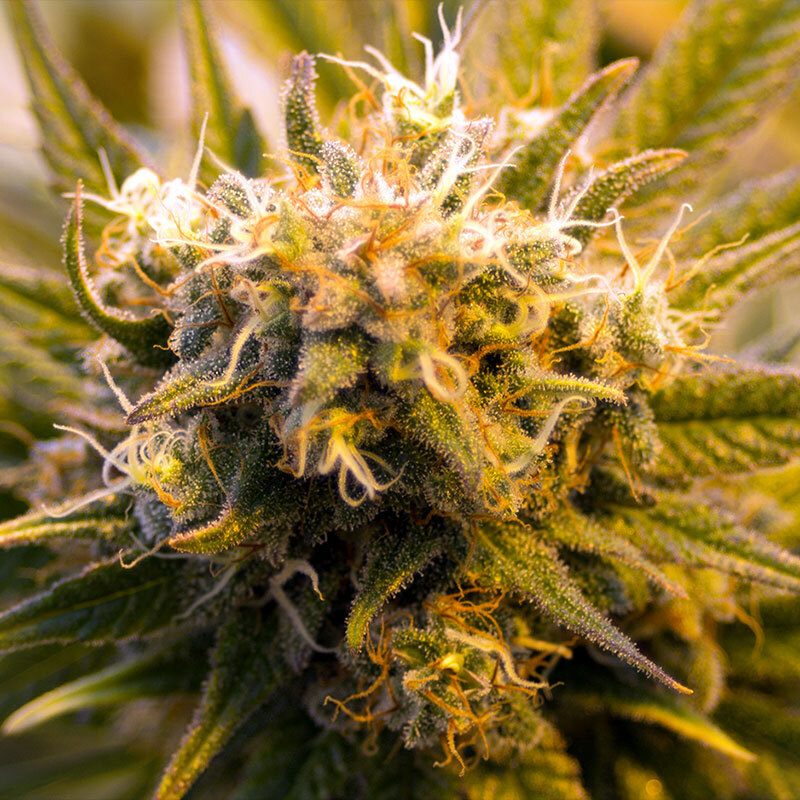 BBF Amazing Grace CBD 4g