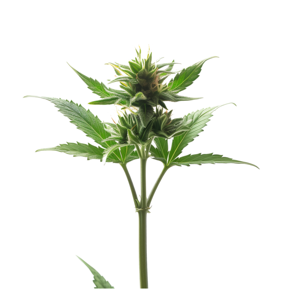 $50 - Tokyo - Lemon Cherry Gelato x Permanent Marker Clone