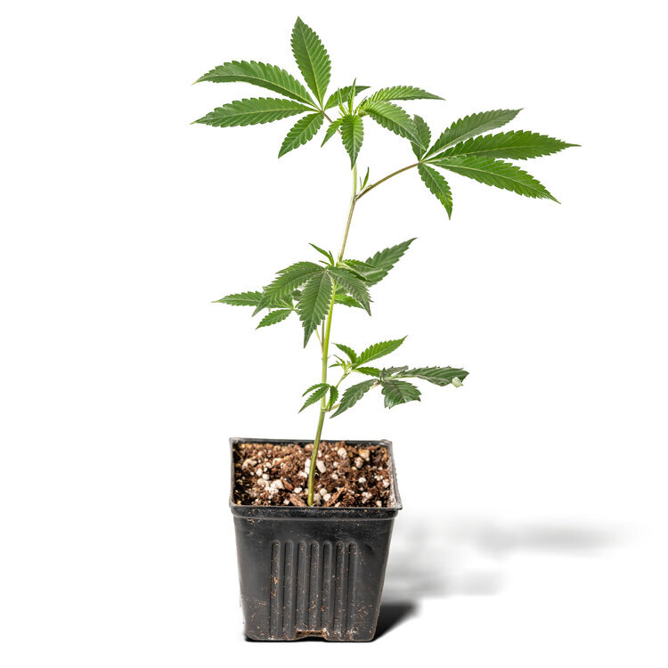 $40 - Tokyo - Truffle Cake Clone