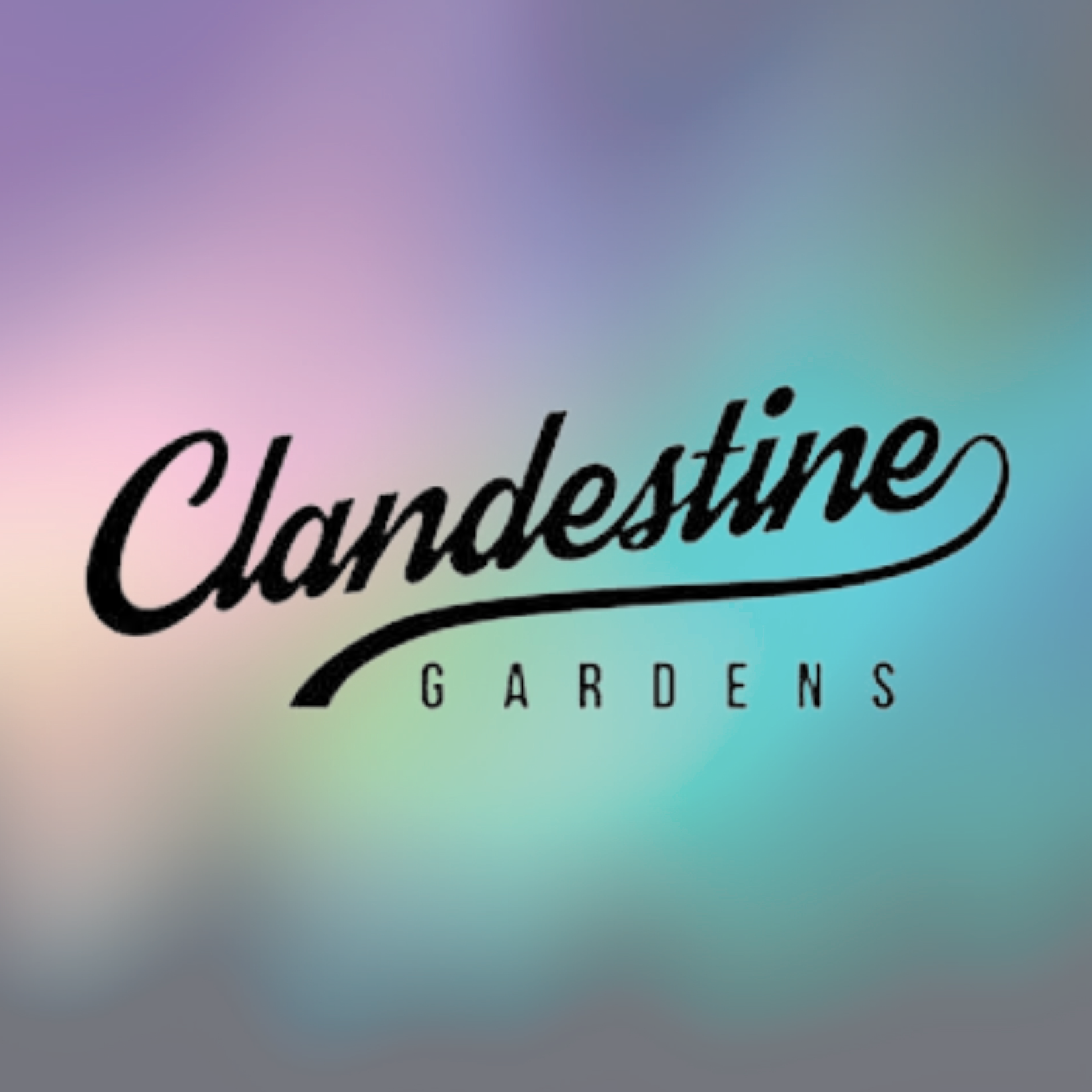 Clandestine Gardens - Blueberry Sugar 3.5g