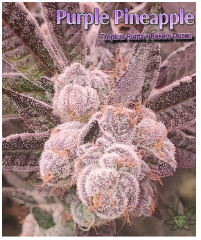 Purple Pineapple