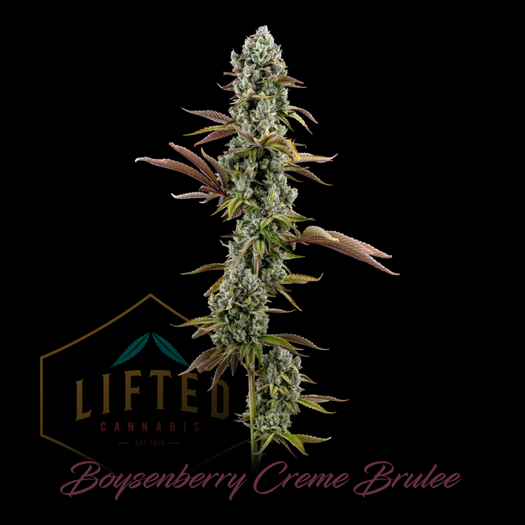 Boysenberry Creme Brulee
