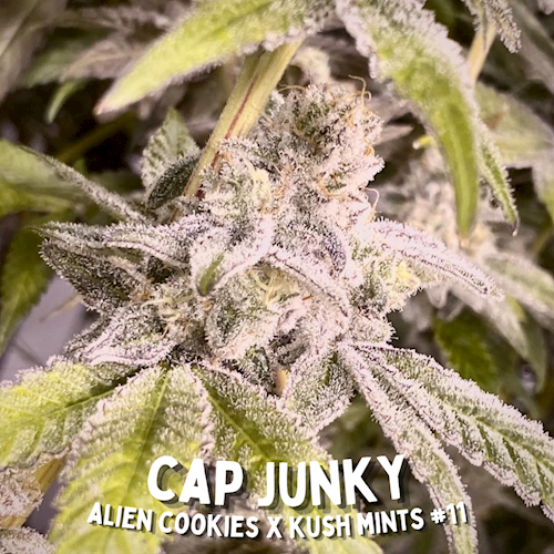 Oz Gardenz - CAP Junky 1g