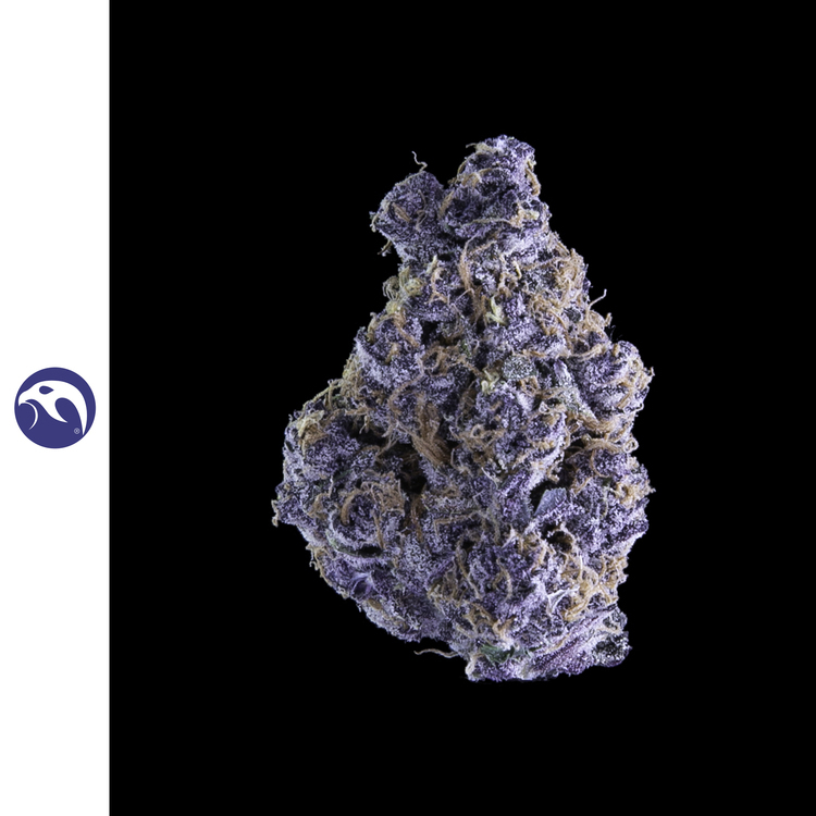 Pacific Purple Flower