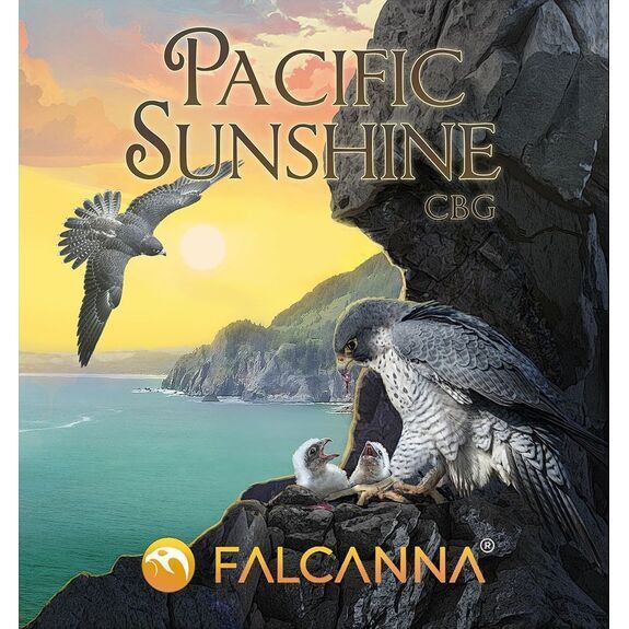 Falcanna Pacific Sunshine CBG 1g