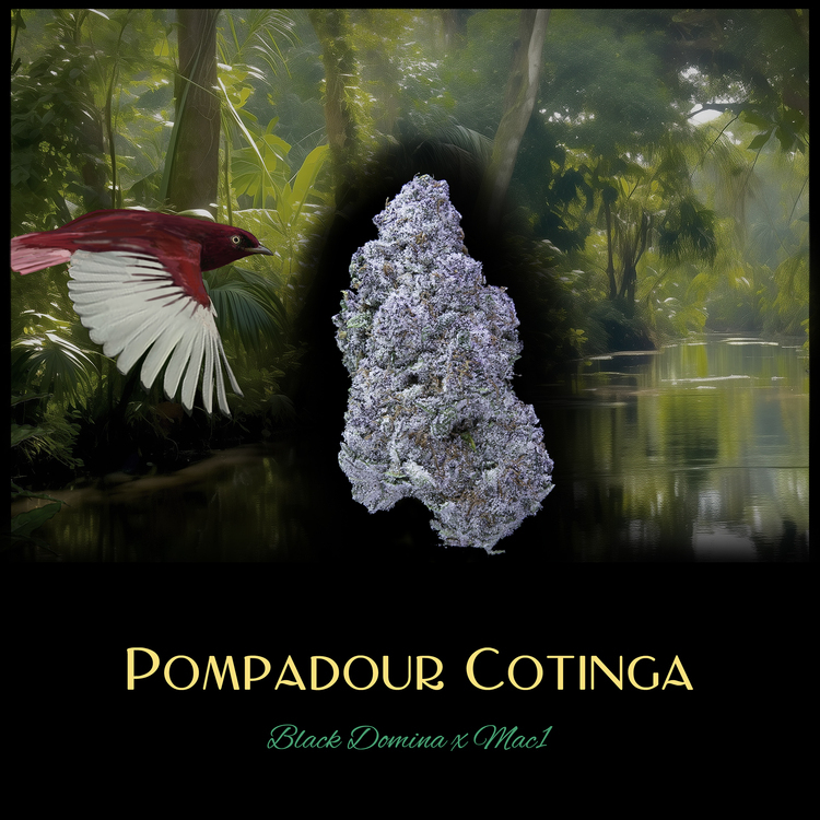 Pompadour Cotinga