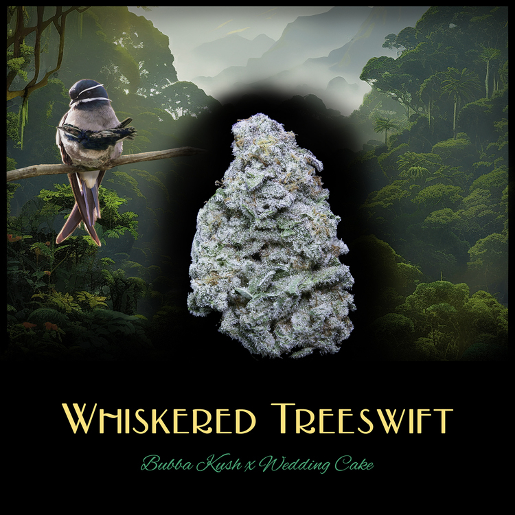 Whiskered Tree Swift