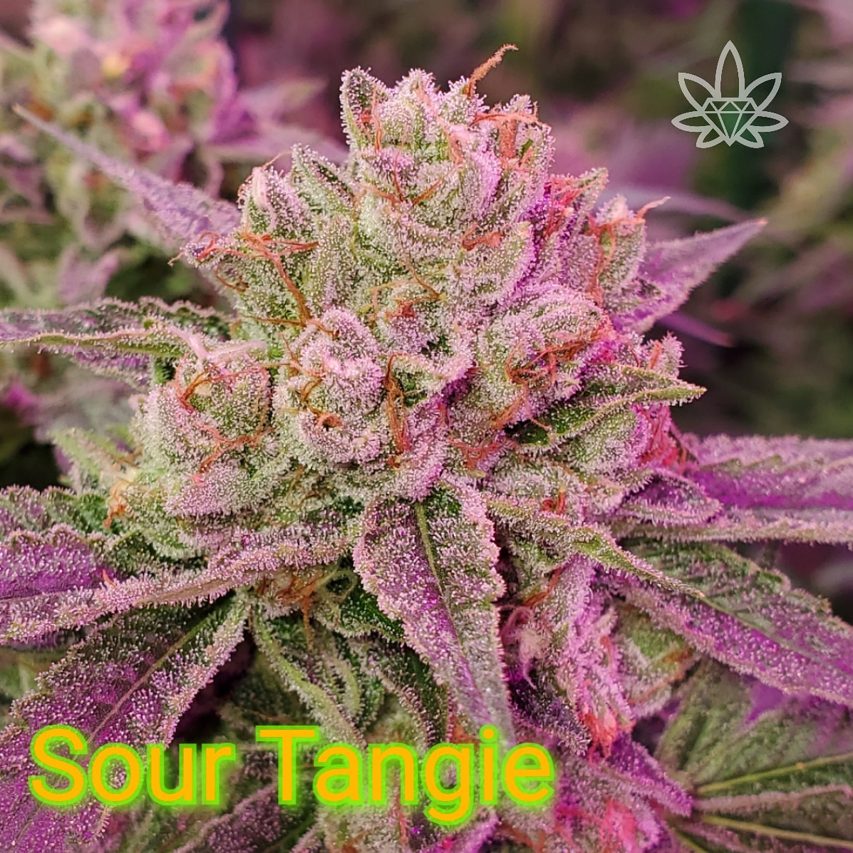 Sour Tangie