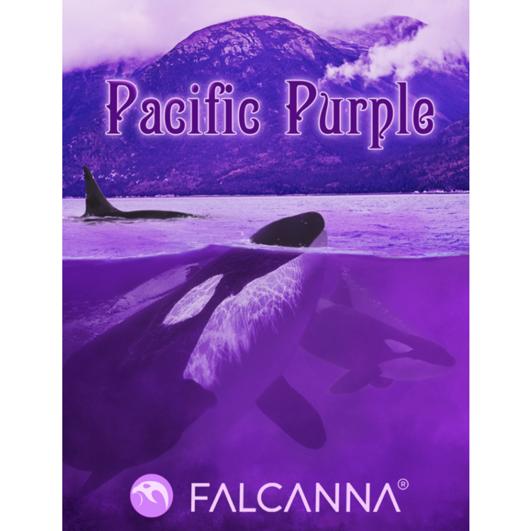 1g Pacific Purple Flower