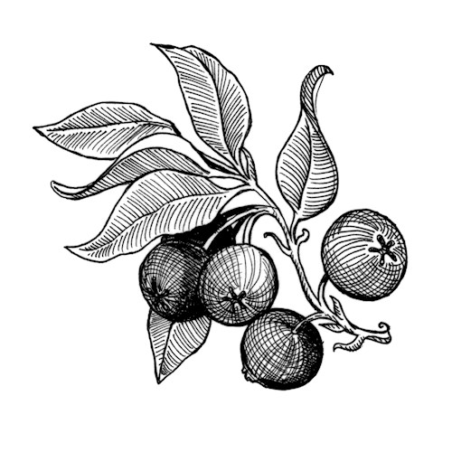 Redbird - Blueberry Haze 3.5g