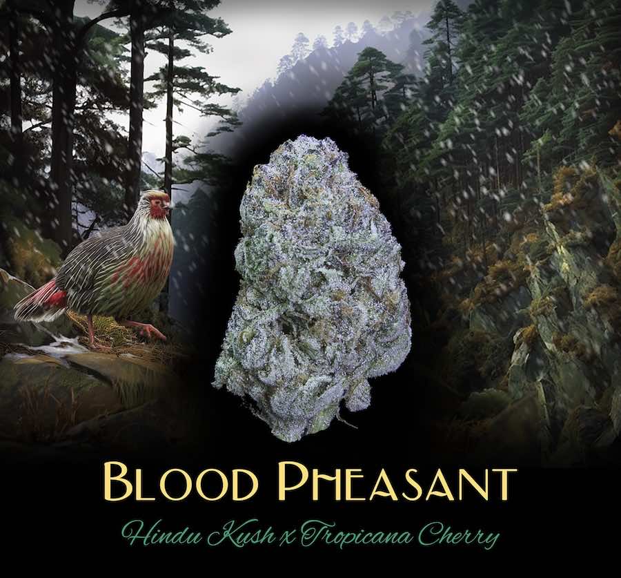 DUX:: Blood Pheasant Cold Cure Badder 1g