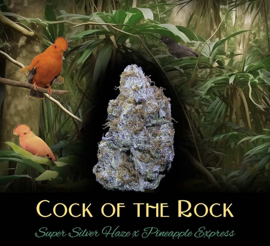 DUX:: Cock-Of-The-Rock Cold Cure Badder 1g