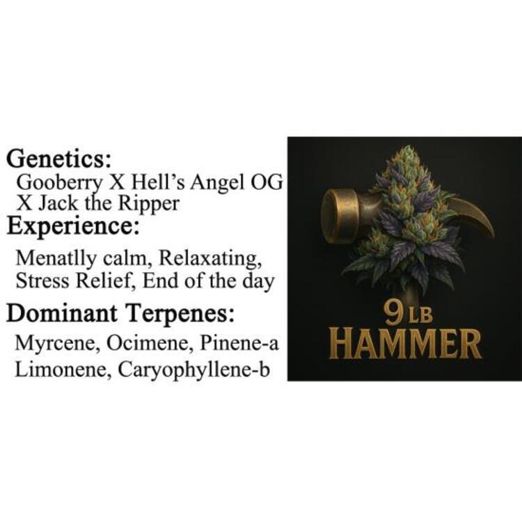 CANNASOL: 9LB HAMMER - 4 GRAMS (FLOWER)
