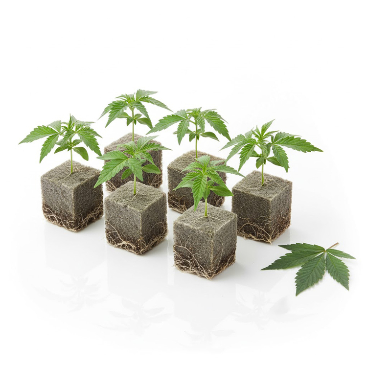 [$35] Legacy Gardens - Street Guru - Clone - IH