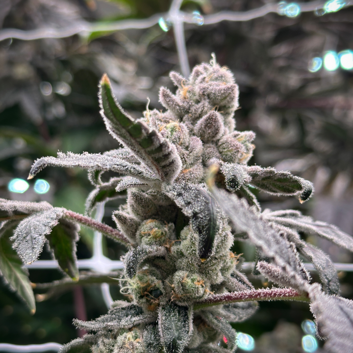 High Grass Premium | Wholes | Dulce De Uva | 1g