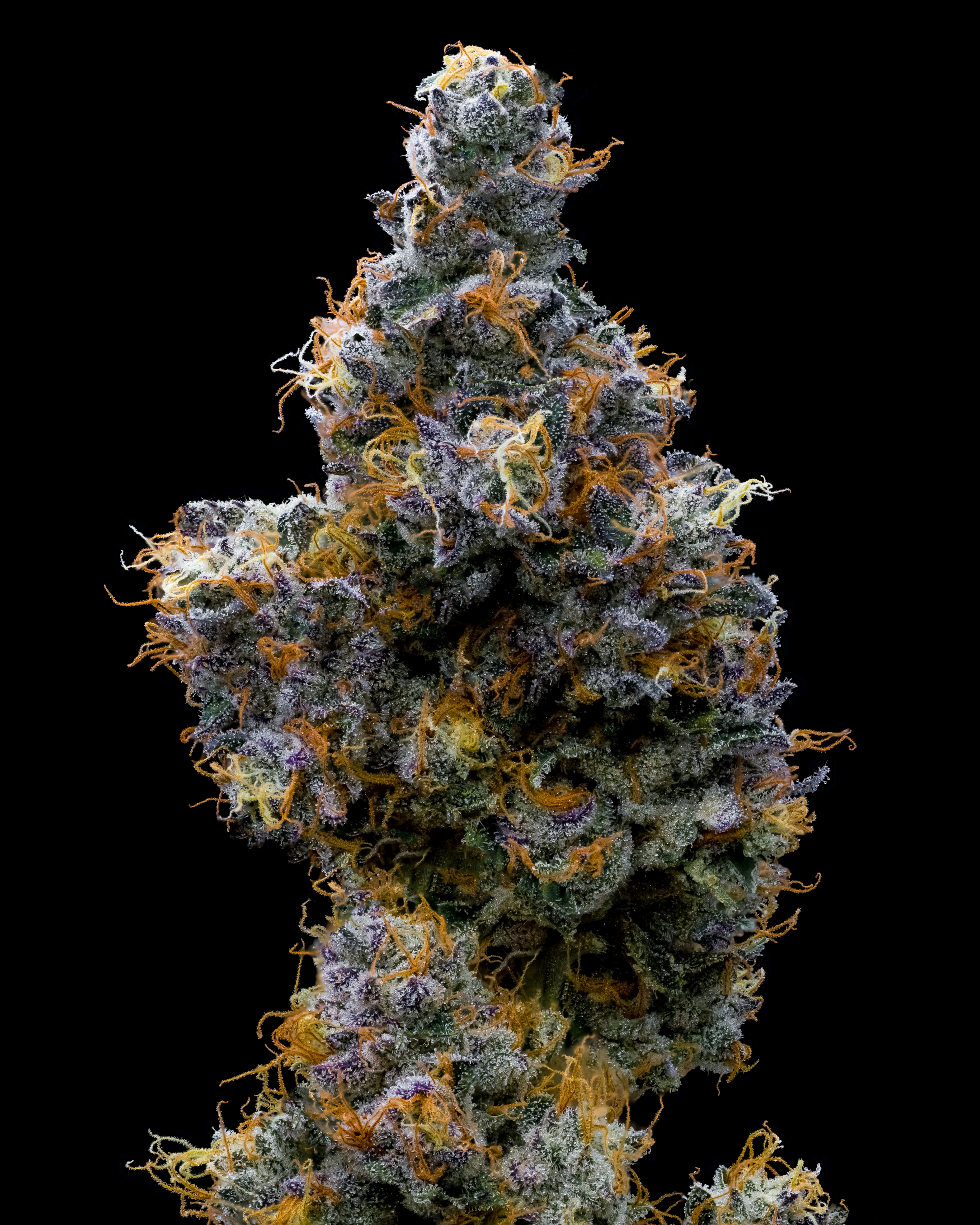 Bacon's Buds: Cherry Burger