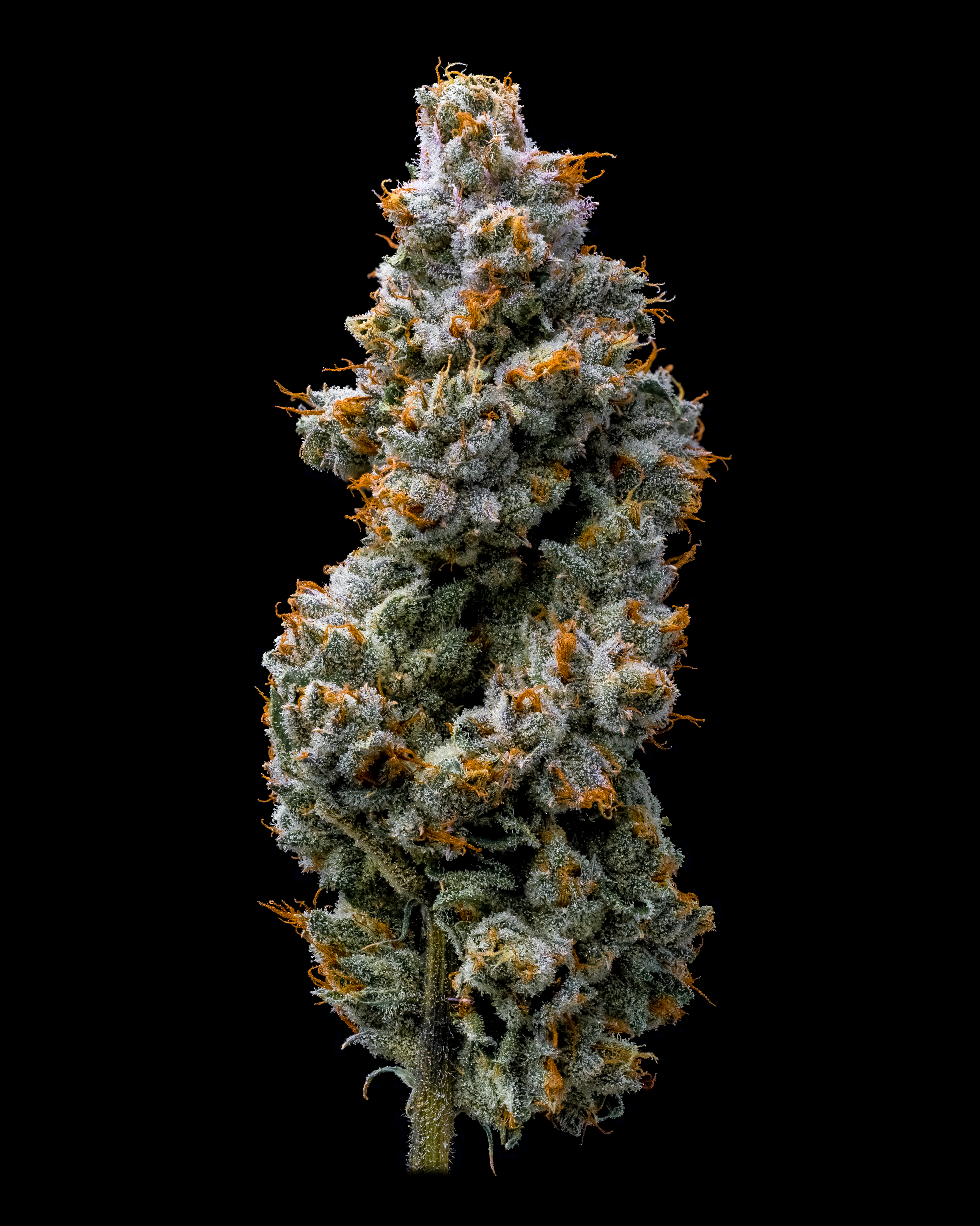 Bacon's Buds: Donny Burger