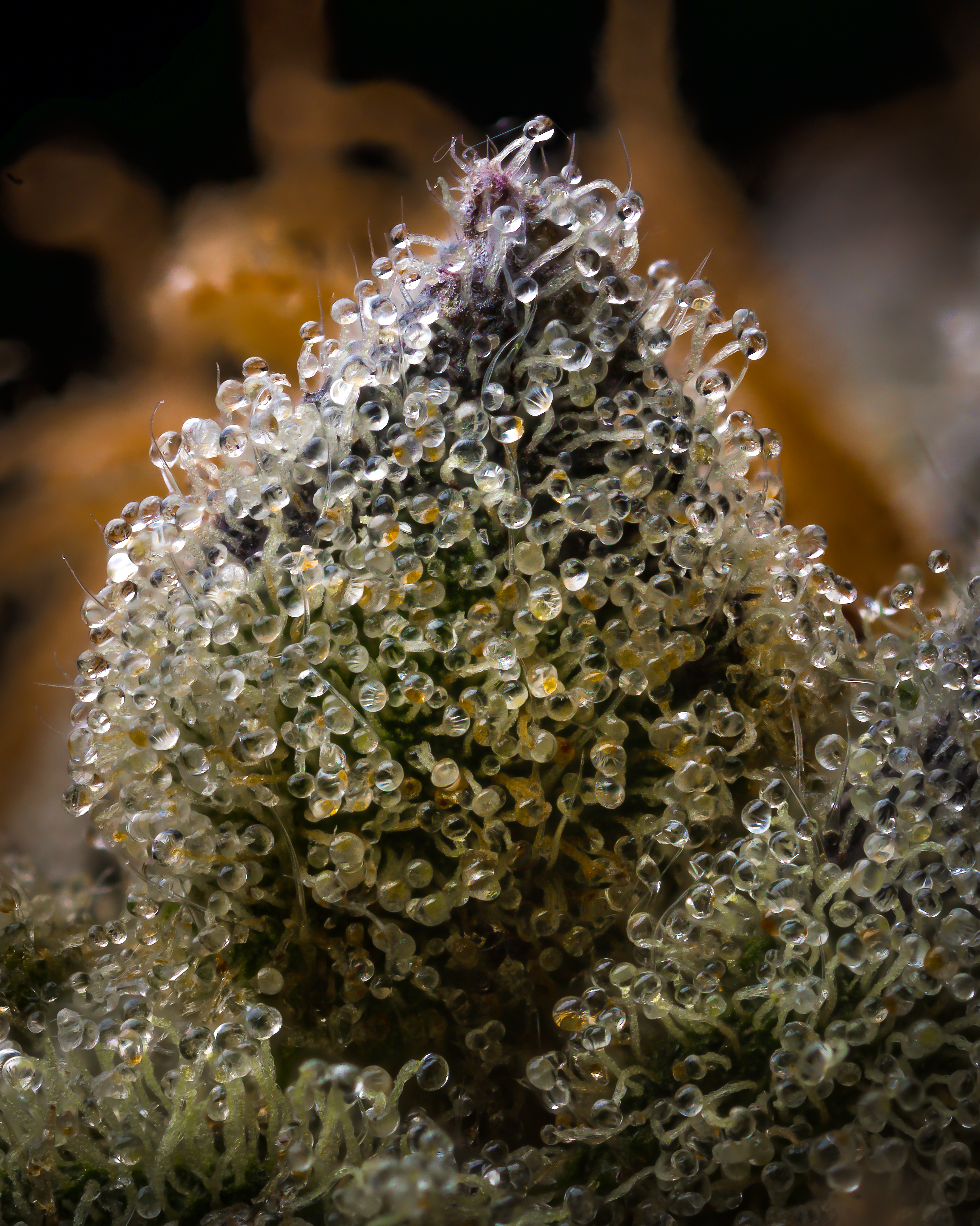 Bacon's Buds: Moon Pie