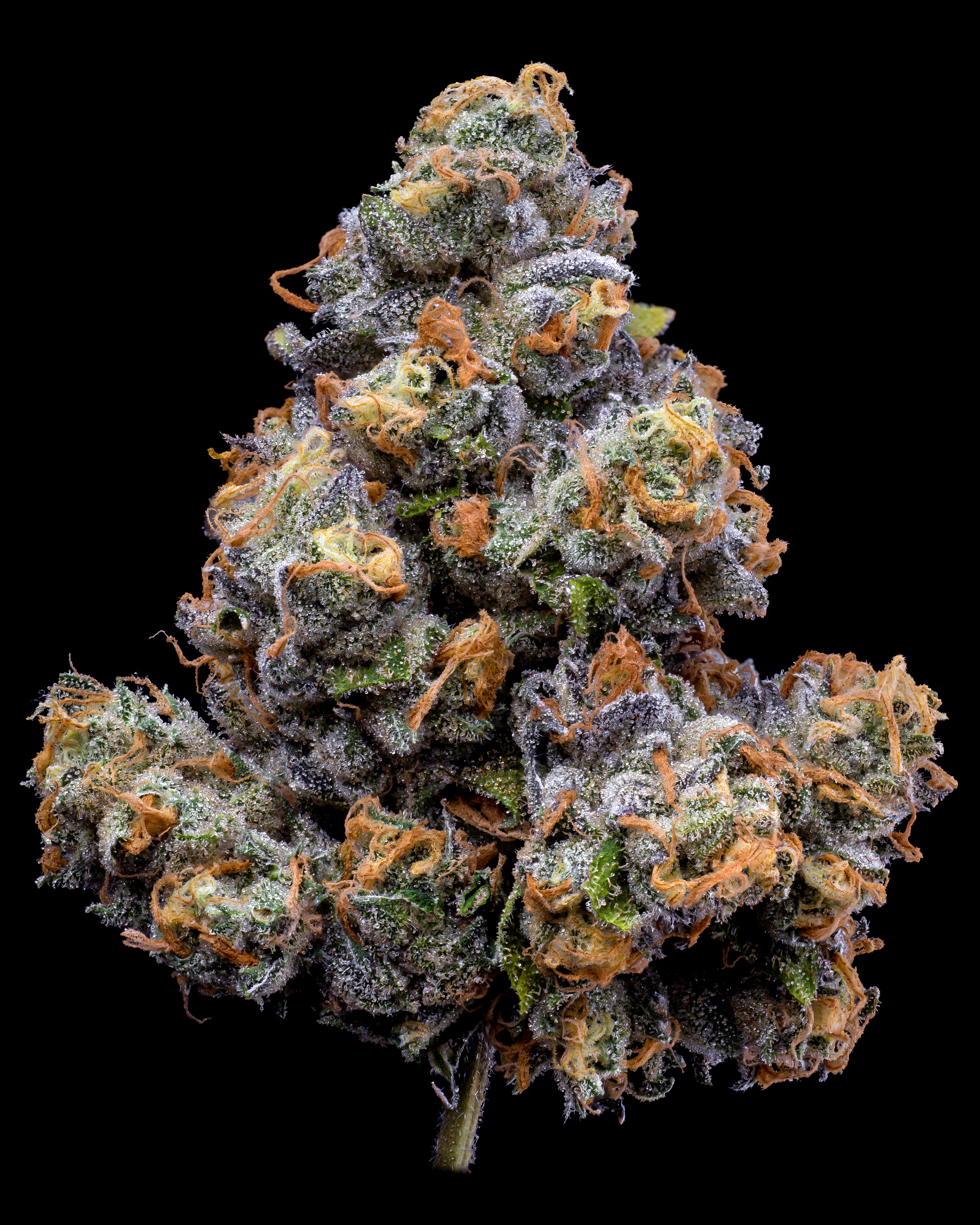 BB Packaged Flower - Pressure - 3.5g