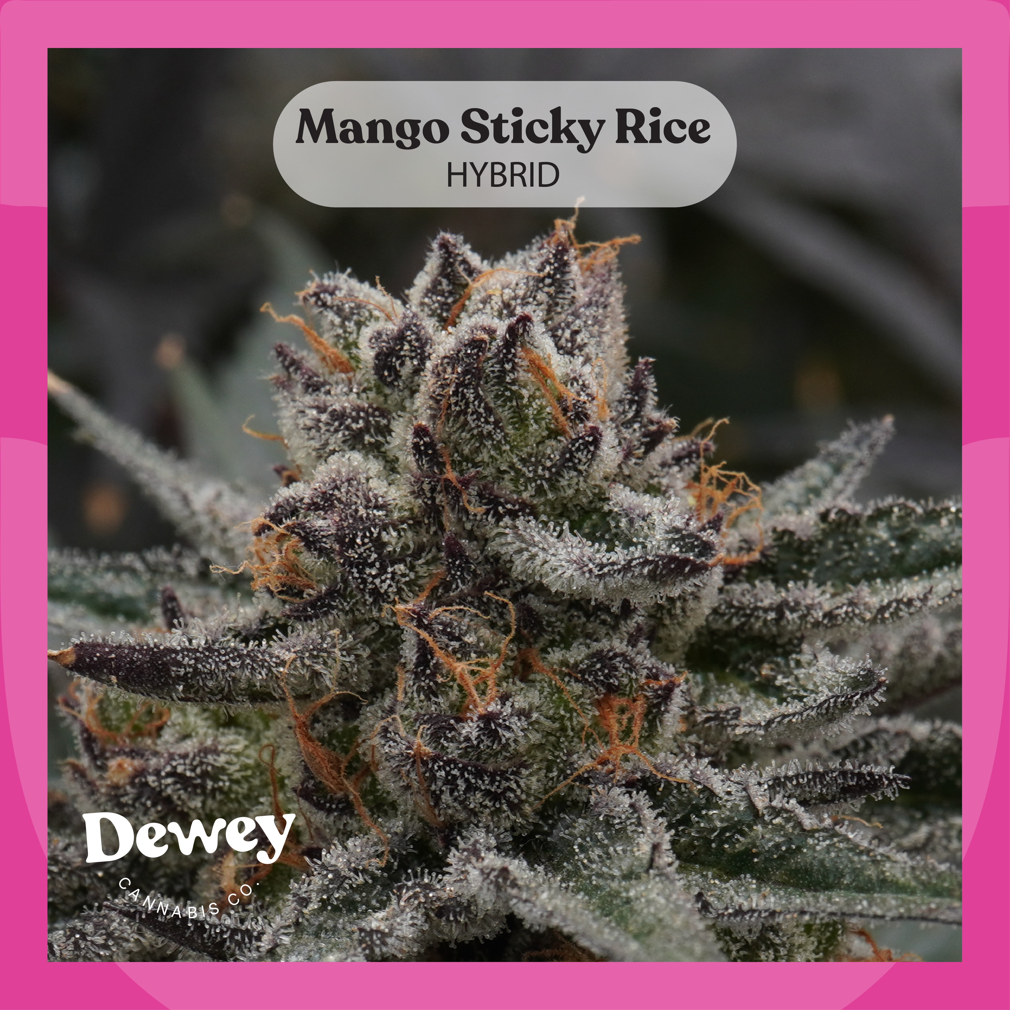 Flower Mango Sticky Rice