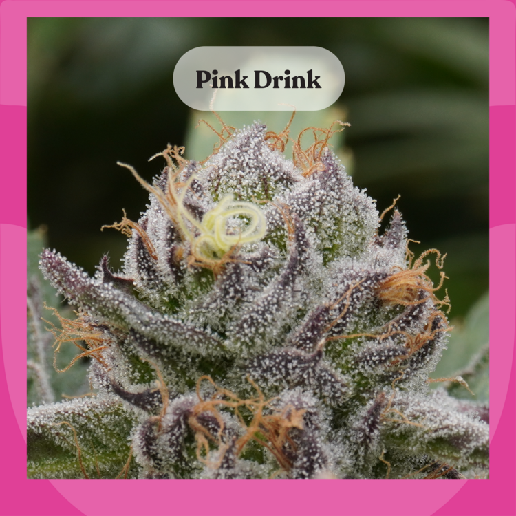 Flower Pink Drink