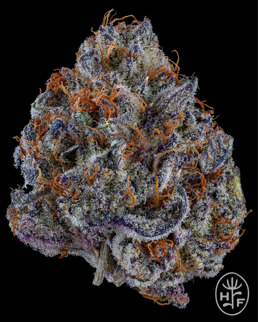 Hamilton Farms | Wholes | Greasy Gary | 3.5g