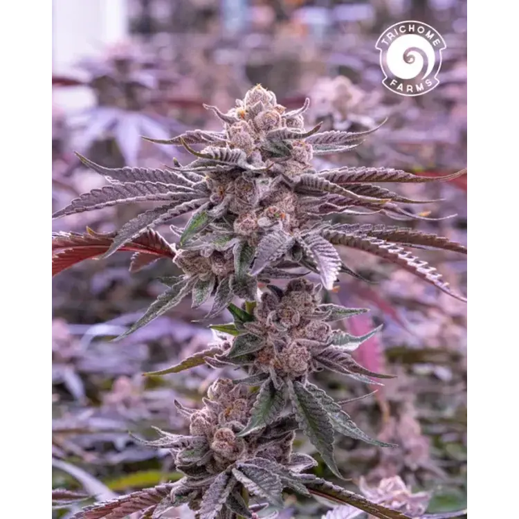 Banana Chillz - Hybrid - Trichome Farms - 1/8oz in Waldport