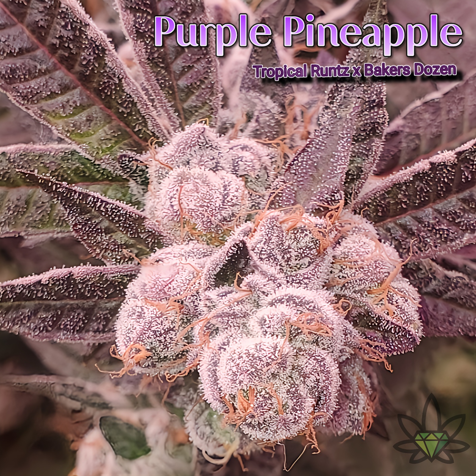JO 2pk Purple Pineapple 1g High End Farms