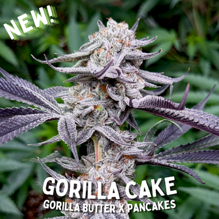 Gorilla Cake