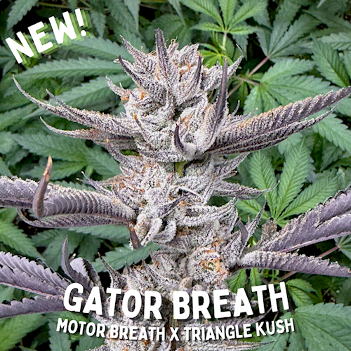 Oz Gardenz - Gator Breath 1g