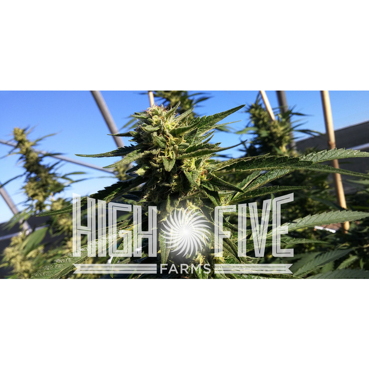 Grape Gas