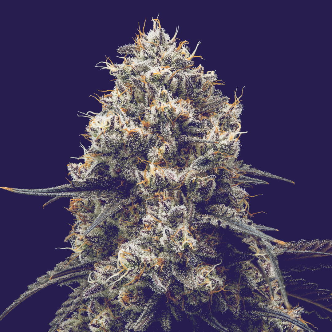 FullTilt Labs | Wholes | Duffle Full Of Blues | 3.5G