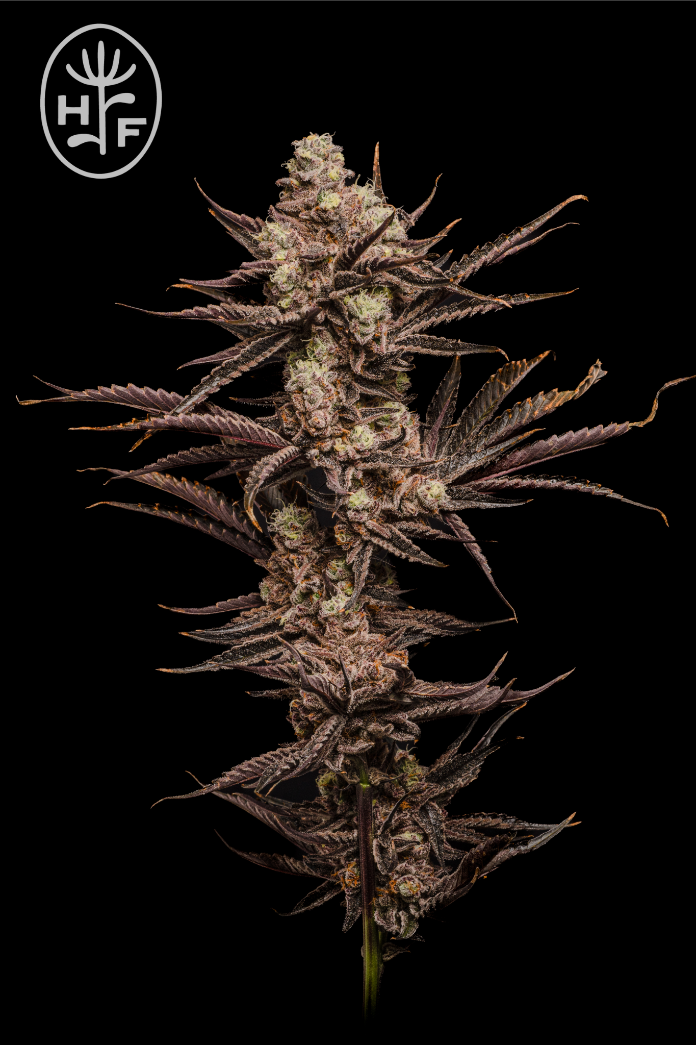 Hamilton Farms | Wholes | Modified Gary | 3.5g