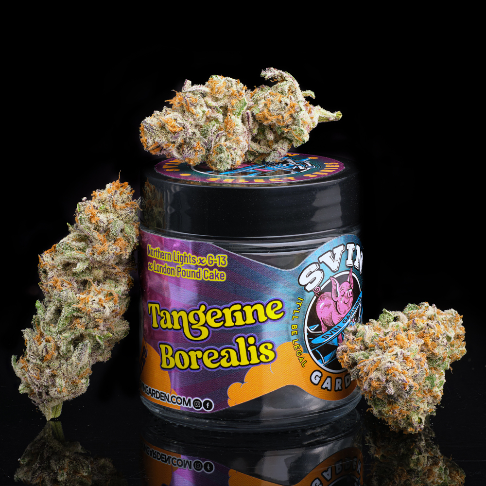 Svin Garden - Signature Series - Tangerine Borealis #1 3.5g