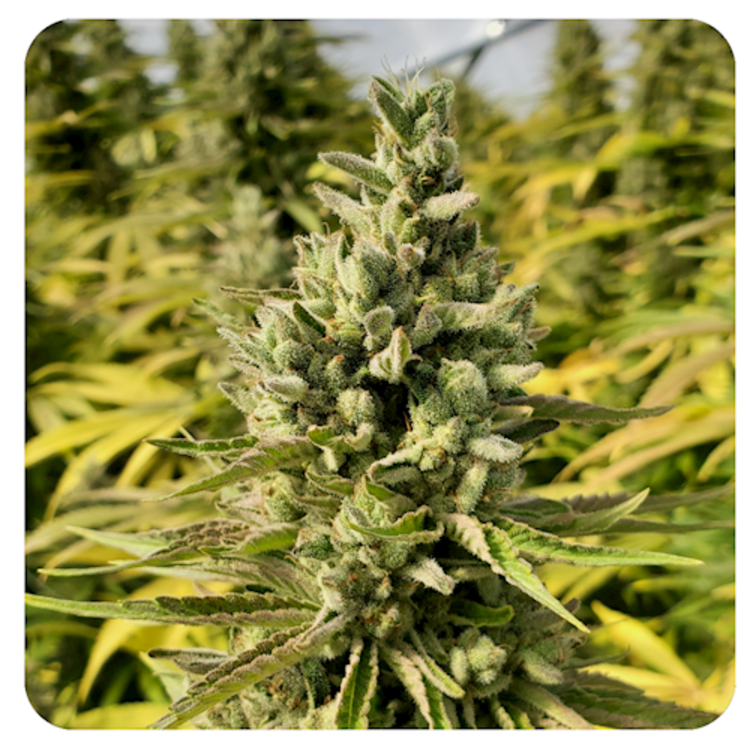 CBD Dancehall