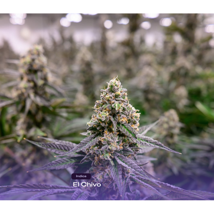 El Chivo - (3.5g) - THCD