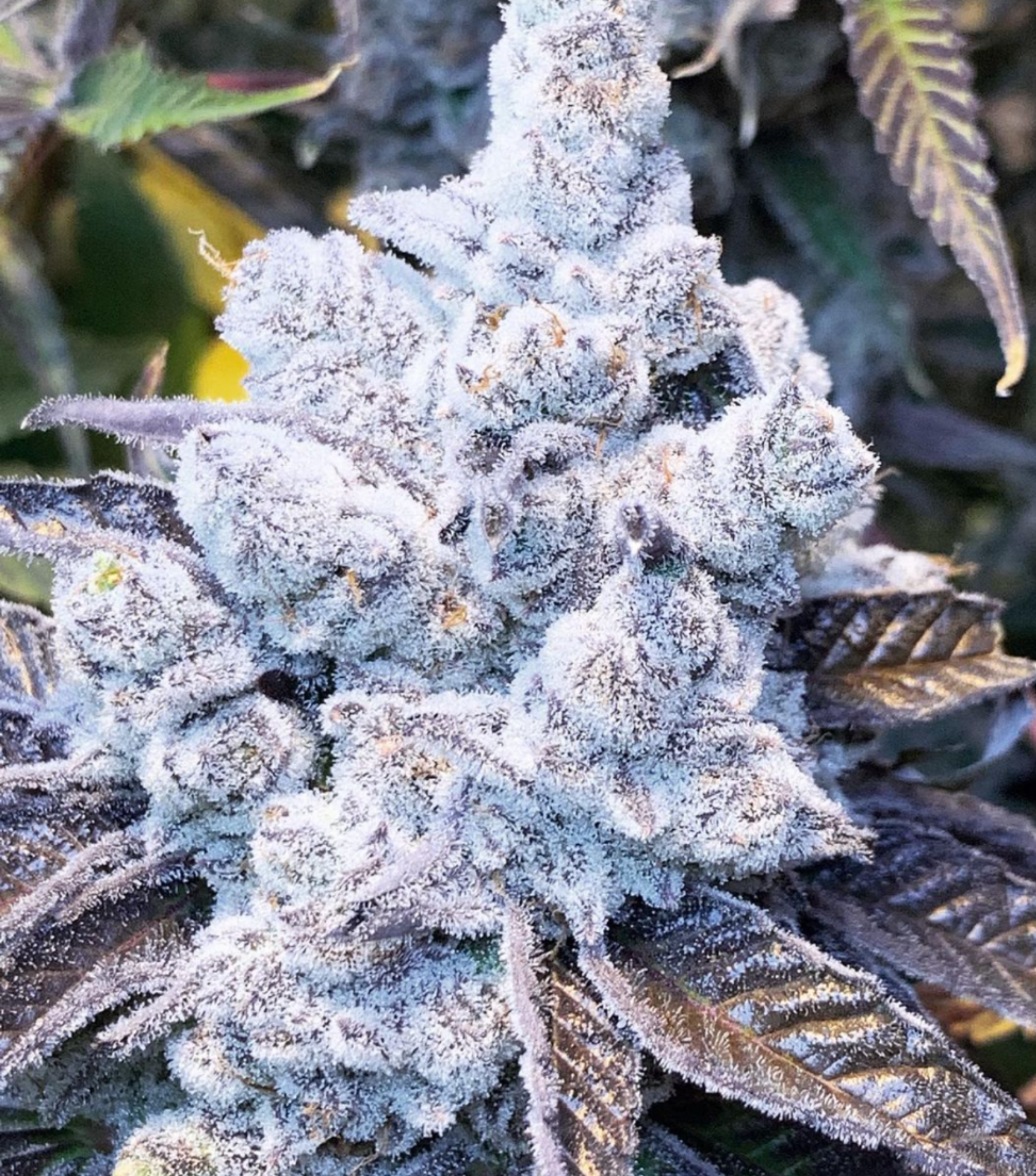 Slurricane
