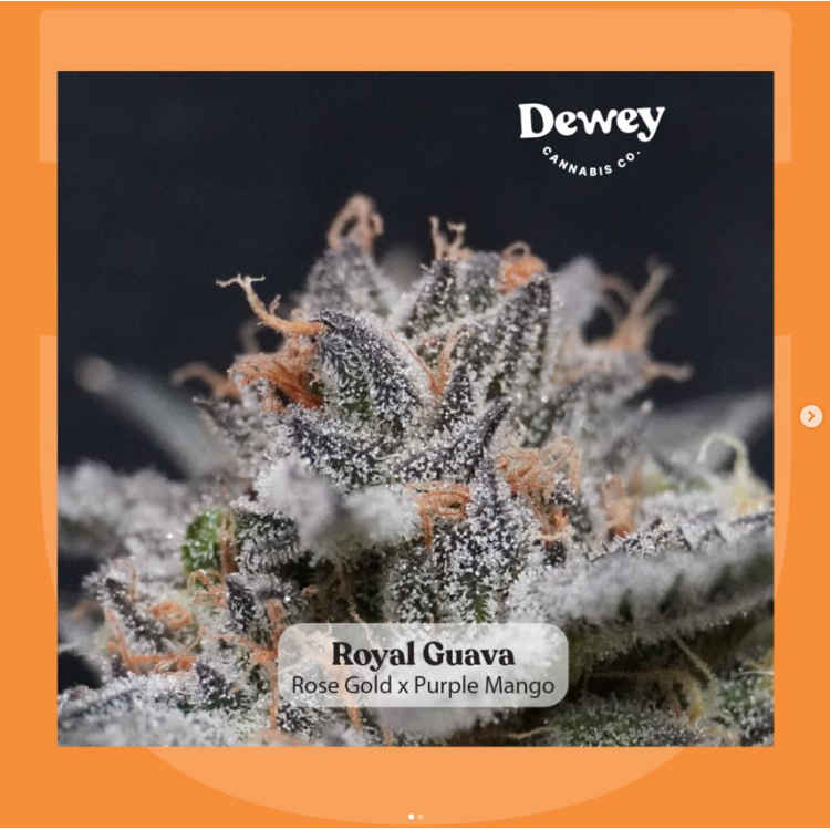 Royal Guava 1g