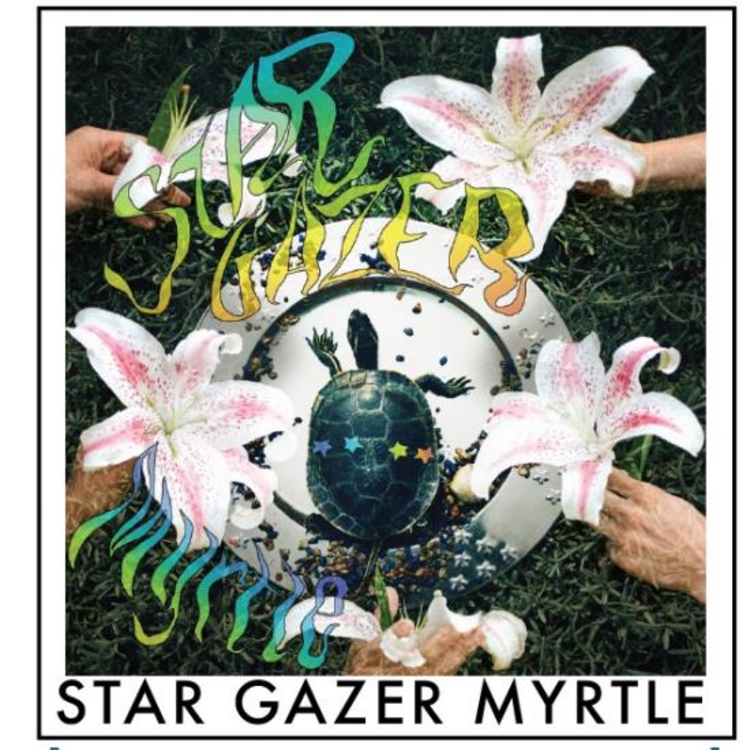 Flower Stargazer Myrtle