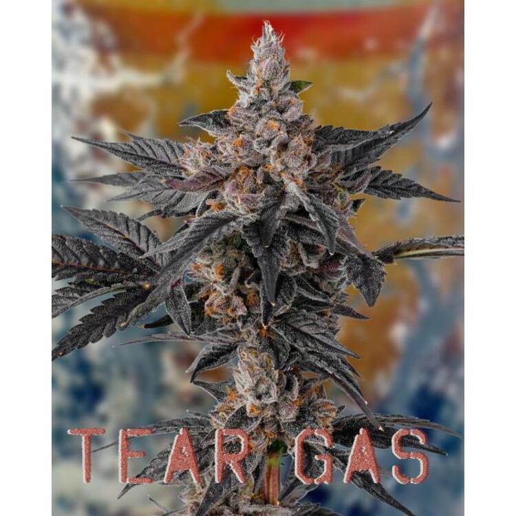 Flower Tear Gas